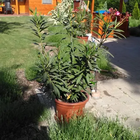 Holiday home Fahaz Tiszaszolos
